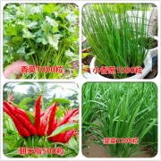 umle 四季蔬菜种子 小香葱1200粒+肥