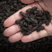 大宝山名 8年勐海普洱陈化 茶化石碎银子 225g*2罐 铁盒装