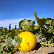 甘肃民勤沙漠黄金蜜瓜金红宝甜瓜 净含量1.5kg