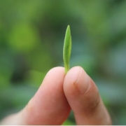 林湖茶叶 明前特级高山雀舌 100g*2盒