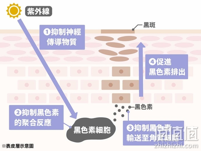 如何选择美白精华乳？美白精华乳选购指南