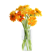 FlowerPlus 花加  非洲菊10枝,颜色随机 预售 7天内发货