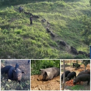 龙大肉食 黑猪棒骨1kg 蓬莱生态黑猪肉生鲜 免切带骨髓猪筒子骨猪筒骨猪腿骨猪大骨 猪骨高汤
