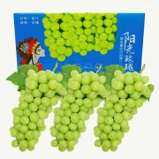 PLUS会员：看得健 阳光玫瑰晴王无籽青提 净含量4.5-5斤单果10g+礼盒装