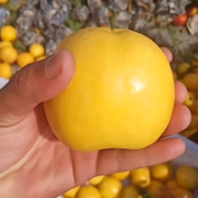蒙阴锦绣黄桃2-3粒 净重450g以上