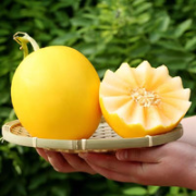 甘肃民勤沙漠蜜瓜大果  净含量4kg