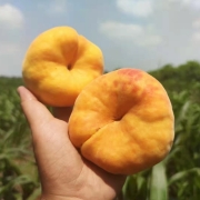 PLUS会员：乌岽山 黄蟠桃 4.5斤