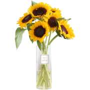 PLUS会员：flowerplus 花加 向日葵5枝