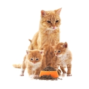 卫仕 猫粮 全阶段无谷成幼猫成猫英短蓝猫营养增肥主食猫咪主粮 全猫粮1.8kg*3包