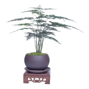 八芽 文竹苔藓绿植盆栽 中式禅意办公室摆件