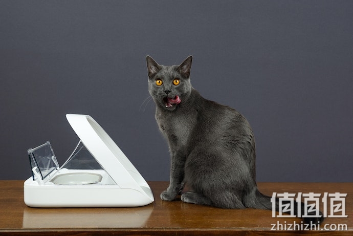 如何选择猫咪喂食器？猫咪自动喂食器选购指南