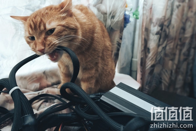 如何选择猫咪喂食器？猫咪自动喂食器选购指南
