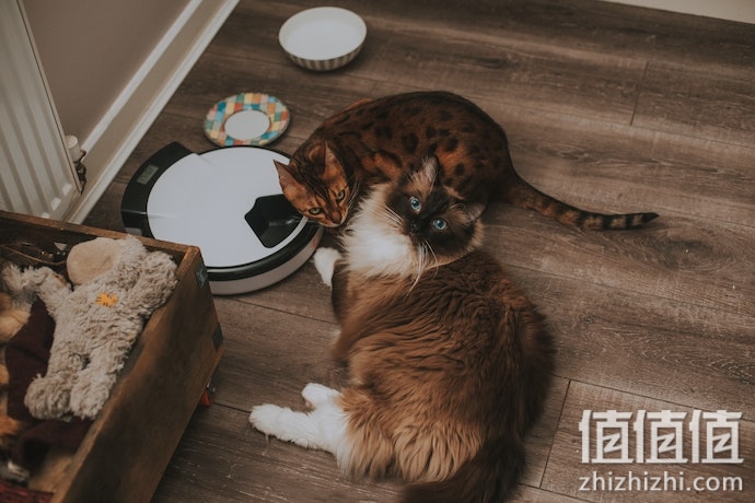 如何选择猫咪喂食器？猫咪自动喂食器选购指南