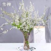 致荟树 雪柳干枝水插花 10支 80cm