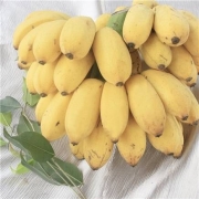 京东特价APP：广西香蕉 小米蕉   新鲜水果 9斤