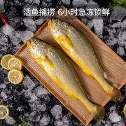 三都港 冷冻宁德大黄花鱼700g   2条装 生鲜 鱼类 国产海鲜水产 健康轻食