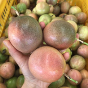 百香果 10个特大果(单果约70-90g)