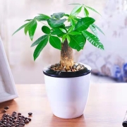 发财树栀子花九里香吊兰海棠八方来财懒人盆栽绿植水培好养 基地直发 【限时】单杆发财树+白色储水盆 带早安盆