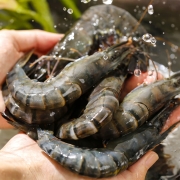 万景 国产活冻黑虎虾 净重1200g/盒 36-49只 单冻大虾 31/40规格 海鲜 生鲜