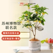 京东鲜花x苏州博物馆联名桂花树盆栽 月月桂四季桂花卉绿植 教师节中秋节花礼