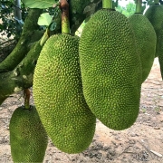 菠萝蜜 海南当季新鲜水果  黄肉软皮菠萝蜜 20-25斤单个装