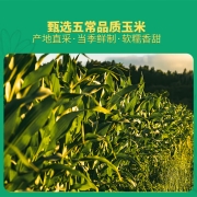 柴火大院 五常鲜食玉米1.76kg（黄糯玉米 杂粮礼盒 轻食 220g*8根）