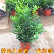 红梅 腊梅 海棠老桩盆景 桂花九里香茶花可盆栽地栽 颜色可选 花期长耐寒耐旱阳台室外庭院植物 九里香 3年带土球发货
