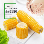 珍谷诱惑 有机黄糯玉米 200g*10支
