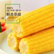 珍谷诱惑 东北有机糯玉米棒 当季新货 黄黑花白甜糯玉米 早餐轻食玉米穗 黏糯玉米  真空装 有机认证 【推荐】有机黄糯玉米200g×10支