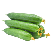 果萌芽 水果小黄瓜 保鲜箱严选5斤