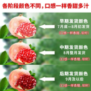 鲜庭 突尼斯软籽石榴 4.5-5斤装 中果 新鲜水果 产地直发