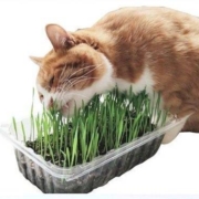 猫草 到家即食 1盆 普通盆