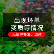鱼缸活体水草籽阴性造景植物红波趴地矮珍珠懒人水榕沉木淡水莫斯
