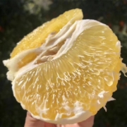 福建红心柚子 皮薄多汁 新鲜水果红蜜柚 黄金葡萄柚（带箱9斤普通装）