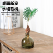 概率券、京喜APP： 香昔庄园 水培一帆风顺红头铁树+玻璃瓶