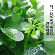 八方来财鸭脚木四季常青室内阳台桌面绿植盆栽 【天道酬勤古风盆带底座】鸭脚木4株苗