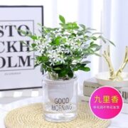 心卉如一  九里香