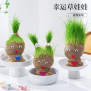 需抢券：开时果 长草娃娃 小盆栽 含发饰托盘（加赠 营养液）
