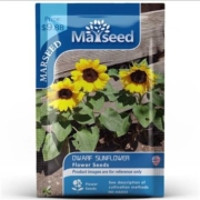 天猫U先:Marseed 进口阳台矮生向日葵种子 约25粒
