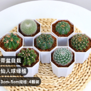 仙人球盲盒4朵盆栽室内肉肉阳台好养活可爱桌面绿植多肉植物