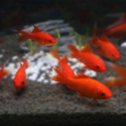 琅河水族  红草金鱼 3-5cm  5条