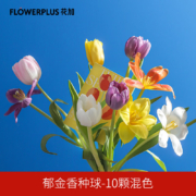 Flowerplus花加【世界花后-进口郁金香种球混色3颗】颜值与心意双在线气质典雅高贵ins风室内客厅装饰摆件