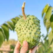 释迦果佛头果 中大果 (单果约250-350g) 5斤装