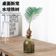 京喜APP:香昔庄园 水培一帆风顺红头铁树+玻璃瓶