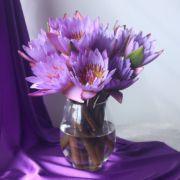 云南睡莲鲜花直批直发向日葵百合花束观音竹同城速递室内水养插花 紫色睡莲10枝