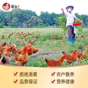 潭牛 海南文昌鸡 散养特产土鸡 椰子鸡火锅配料 110天生鲜农家小公鸡 白切鸡块800g 110天小公鸡800g切块