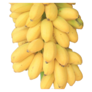 京东特价app: 广西香蕉 小米蕉 净重3斤