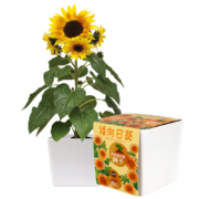IAM City Farmer 矮向日葵DIY种植盆栽 向日葵种子 种植礼物 四季种植 桌面种植盆栽 幼儿园儿童玩具