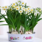 醇真 水仙花种球 10棵+水培盆