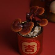 FlowerPlus 花加 「年宵灵芝-金属盆器」